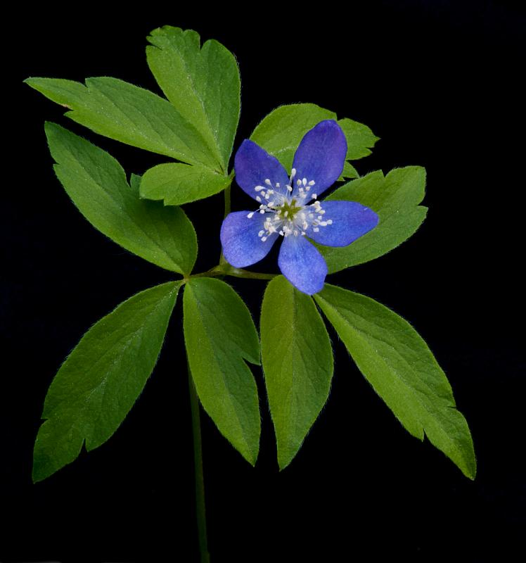 Anenome oregana 4722.jpg